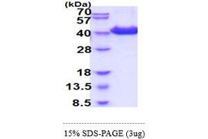 SDS-PAGE (SDS) image for CD81 (CD81) (AA 113-201) protein (hIgG-His-tag) (ABIN5854988)