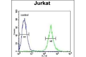 ITD1 Antibody (Center) 4921c flow cytometric analysis of Jurkat cells (right histogram) compared to a negative control cell (left histogram). (APITD1 anticorps  (AA 48-74))