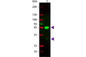 Western Blot of Rhodamine Conjugated Goat anti-Mouse IgG Secondary Antibody. (Chèvre anti-Souris IgG (Heavy & Light Chain) Anticorps (TRITC) - Preadsorbed)