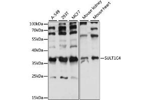 Western blot analysis of extracts of various cell lines, using SULT1C4 antibody (ABIN7270631) at 1:1000 dilution.