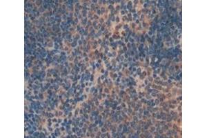 IHC-P analysis of Mouse Tissue, with DAB staining. (FASL anticorps  (AA 132-279))