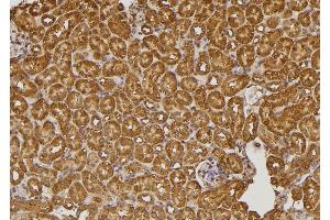 ABIN6274590 at 1/100 staining Mouse kidney tissue by IHC-P. (RALGAPA2 anticorps  (Internal Region))