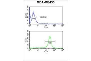 Flow cytometric analysis of MDA-MB435 cells using GSTK1 Antibody (Center) Cat. (GSTK1 anticorps  (Middle Region))