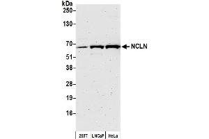 Western Blotting (WB) image for anti-Nicalin (NCLN) (AA 375-425) antibody (ABIN7452589)