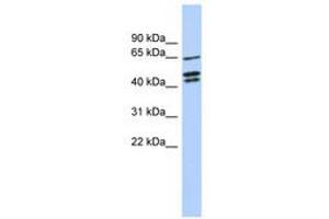 Image no. 1 for anti-Zinc Finger Protein 578 (ZNF578) (AA 107-156) antibody (ABIN6741085) (ZNF578 anticorps  (AA 107-156))