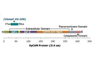 Schematic representation of EpCAM and epitope recognized by EpCAM Mouse Monoclonal Antibody (VU-1D9). (EpCAM anticorps)