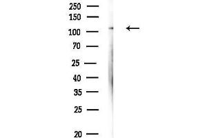 anti-Importin 7 (IPO7) (C-Term) antibody