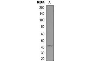 Western blot analysis of HLA-H expression in A431 (A) whole cell lysates.