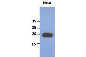 The extracts of HeLa (40ug) were resolved by SDS-PAGE, transferred to PVDF membrane and probed with anti-human PAIP2 antibody (1:1000). (PAIP2 anticorps)