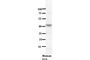 WB Suggested Anti-NDUFV3 Antibody Titration:  5% Milk  ELISA Titer:  dilution: 1:500  Positive Control:  Human LCL (NDUFV3 anticorps  (Middle Region))