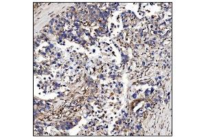 IHC analysis of POGLUT1 using anti-POGLUT1 antibody (ABIN7602910). (POGLUT1 anticorps  (C-Term))