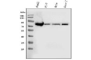 Western blot analysis of FACL4/ACSL4 using anti-FACL4/ACSL4 antibody (ABIN7602779).