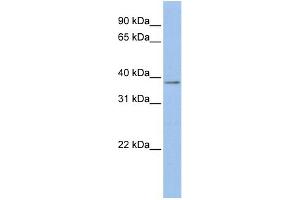 WB Suggested Anti-MSLN Antibody Titration:  0. (Mesothelin anticorps  (Middle Region))