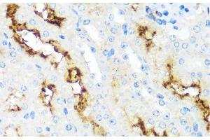 Immunohistochemistry of paraffin-embedded Mouse kidney using MME Polyclonal Antibody at dilution of 1:100 (40x lens). (MME anticorps)