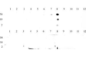 Histone H3K9me3 tested by dot blot analysis to confirm the specificity of Histone H3K9me3. (Histone 3 anticorps  (3meLys9))