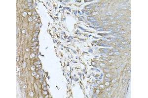 Immunohistochemistry of paraffin-embedded Mouse skin using CALU Polyclonal Antibody at dilution of 1:100 (40x lens). (CALU anticorps)