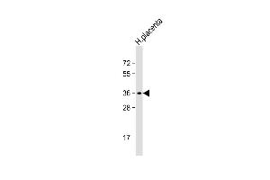 Anti-OR8A1 Antibody (N-term) at 1:500 dilution + human placenta lysate Lysates/proteins at 20 μg per lane. (OR8A1 anticorps  (N-Term))