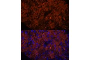 Immunofluorescence analysis of rat pancreas using PNLIPRP1 antibody (ABIN7269167) at dilution of 1:100.