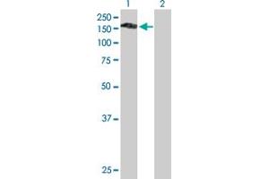 Western Blot analysis of PLEKHG4 expression in transfected 293T cell line by PLEKHG4 MaxPab polyclonal antibody.