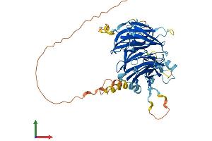 AlphaFold protein structure predicition of Human Recombinant DCAF12L1 Protein, UniprotID Q5VU92