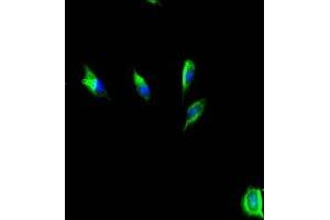 Immunofluorescent analysis of U251 cells using ABIN7155960 at dilution of 1:100 and Alexa Fluor 488-congugated AffiniPure Goat Anti-Rabbit IgG(H+L) (HAS3 anticorps  (AA 339-553))