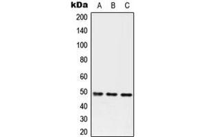Western blot analysis of Serpin A3 expression in HEK293T (A), Raw264.