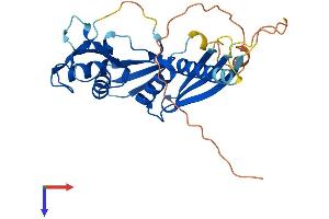 AlphaFold protein structure predicition of Mouse Recombinant Rdm1 Protein, UniprotID Q9CQK3