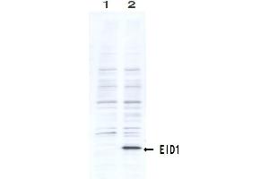 Western Blotting (WB) image for anti-EP300 Interacting Inhibitor of Differentiation 1 (EID1) (AA 159-187) antibody (ABIN3201016) (EID1 anticorps  (AA 159-187))