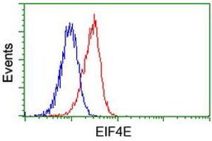 Image no. 2 for anti-Eukaryotic Translation Initiation Factor 4E (EIF4E) antibody (ABIN1497984) (EIF4E anticorps)