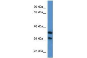 Image no. 1 for anti-Methylthioribose-1-Phosphate Isomerase 1 (Mri1) (AA 94-143) antibody (ABIN6746834) (MRI1 anticorps  (AA 94-143))