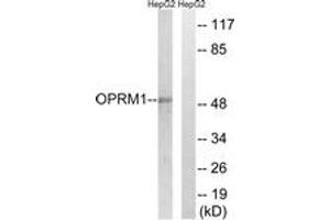 Western blot analysis of extracts from HepG2 cells, using OPRM1 Antibody. (Mu Opioid Receptor 1 anticorps  (AA 21-70))