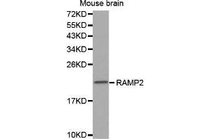 Western Blotting (WB) image for anti-Receptor (G Protein-Coupled) Activity Modifying Protein 2 (RAMP2) (AA 1-145) antibody (ABIN3017321) (RAMP2 anticorps  (AA 1-145))