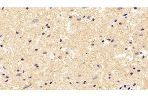 Detection of TUBb in Human Cerebrum Tissue using Anti-Tubulin Beta (TUBb) Monoclonal Antibody