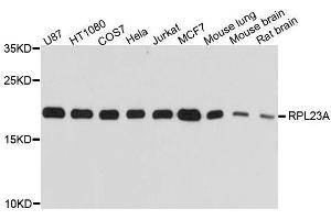 Western blot analysis of extracts of various cell lines, using RPL23A antibody. (RPL23A anticorps  (AA 1-156))
