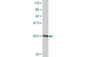 Western Blot detection against Immunogen (33.