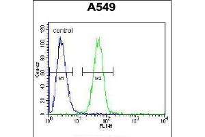 Flow cytometric analysis of A549 cells (right histogram) compared to a negative control cell (left histogram). (RFWD2 anticorps  (N-Term))