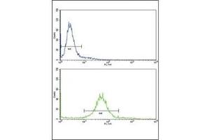 Flow cytometric analysis of 293 cells using PAX8 antibody (bottom histogram) compared to a negative control (top histogram).