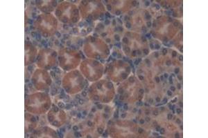 Used in DAB staining on fromalin fixed paraffin- embedded Kidney tissue (AASS anticorps  (AA 477-926))