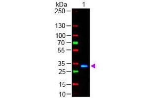 Western Blot of Goat anti-F(ab')2 HUMAN IgG F(c) Antibody Fluorescein Conjugated Pre-Adsorbed Lane 1: Human Fc Load: 50 ng per lane Secondary antibody: F(ab')2 HUMAN IgG F(c) Antibody Fluorescein Conjugated Pre-Adsorbed at 1:1,000 for 60 min at RT Block: ABIN925618 for 30 min at RT (Chèvre anti-Humain IgG (Fc Region) Anticorps (FITC) - Preadsorbed)