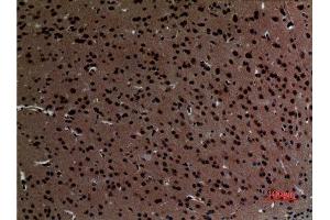 Immunohistochemistry (IHC) analysis of paraffin-embedded Mouse Brain, antibody was diluted at 1:100.