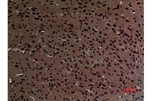 Immunohistochemistry (IHC) analysis of paraffin-embedded Mouse Brain, antibody was diluted at 1:100. (Striatin anticorps  (C-Term))