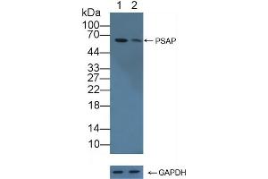 Knockout Varification: Lane 1: Wild-type 293T cell lysate, Lane 2: PSAP knockout 293T cell lysate, Predicted MW: 58kd Observed MW: 60kd Primary Ab: 2 μg/mL Rabbit Anti-Human PSAP Antibody Second Ab: 0.