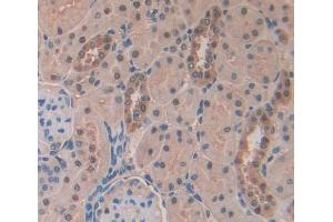 Used in DAB staining on fromalin fixed paraffin- embedded kidney tissue (NR0B2 anticorps  (AA 1-260))