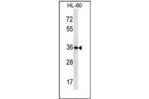 Western blot analysis of KLK9 / Kallikrein-9 Antibody (Center) in HL-60 cell line lysates (35ug/lane). (Kallikrein 9 anticorps  (Middle Region))