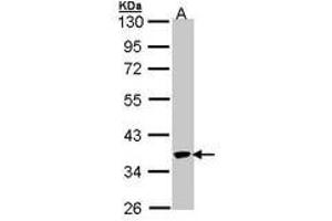 Image no. 1 for anti-Speckle-Type POZ Protein (SPOP-B) (AA 1-193) antibody (ABIN467492)