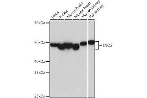Western blot analysis of extracts of various cell lines, using ENO2 antibody (ABIN7266959) at 1:1000 dilution. (ENO2/NSE anticorps)