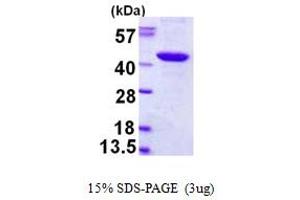 SDS-PAGE (SDS) image for PDZ Binding Kinase (PBK) (AA 1-322) protein (His tag) (ABIN668031) (PBK Protein (AA 1-322) (His tag))