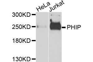 Western blot analysis of extracts of various cell lines, using PHIP antibody. (PHIP anticorps)
