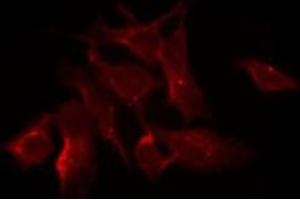 ABIN6275079 staining HeLa by IF/ICC.