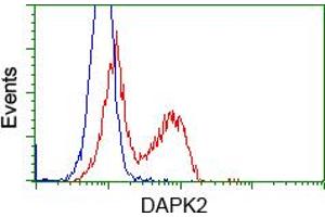 anti-Death-Associated Protein Kinase 2 (DAPK2) antibody